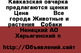 Кавказская овчарка -предлагаются щенки › Цена ­ 20 000 - Все города Животные и растения » Собаки   . Ненецкий АО,Харьягинский п.